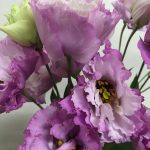 エグゼラベンダー　トルコキキョウ