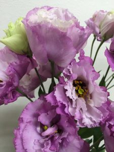 エグゼラベンダー　トルコキキョウ