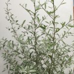 ロシアンオリーブ