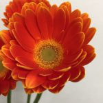 オレンジケーキ　ガーベラ
