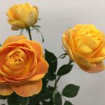 ヘリオスロマンティカ バラ(薔薇)