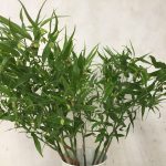 チゴユリ（稚児百合）