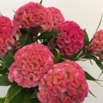 フィジーラブ：久留米ケイトウ