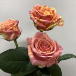 フィスタ＋  バラ(薔薇)