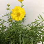 サニーイエロー  コスモス