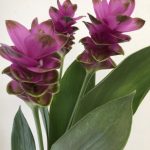 クルクマ　紫苑（シエン）