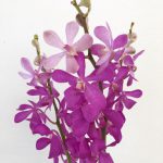 カリプソ モカラ