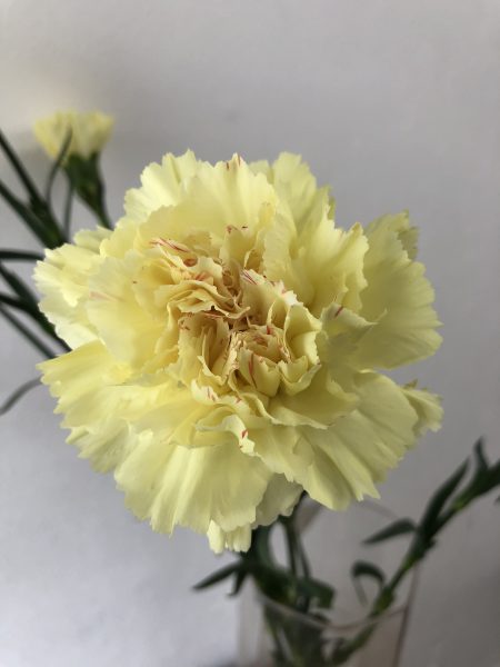 エルメス カーネーション