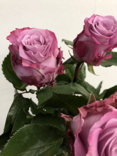 マリティム　バラ（薔薇）