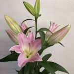 スーパーマスター (オリエンタル ハイブリッド)