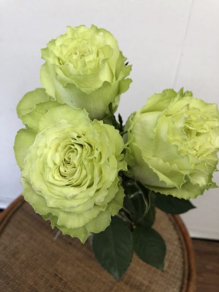 緑色のバラ　レモネード