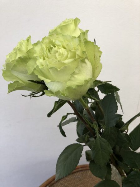 グリーンのバラ　レモネード