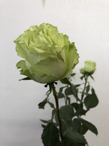 レモネード　薔薇