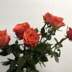 タバスコ バラ(薔薇)