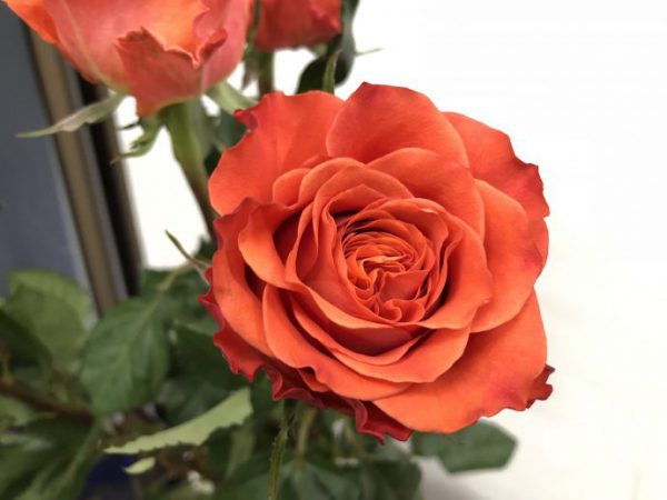 オレンジのバラ タバスコ