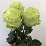 レモネード　バラ（薔薇）