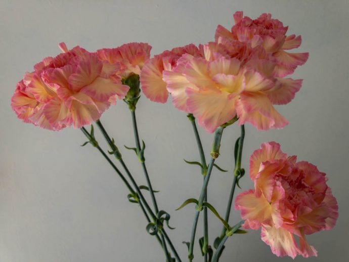 オレンジ系のカーネーション