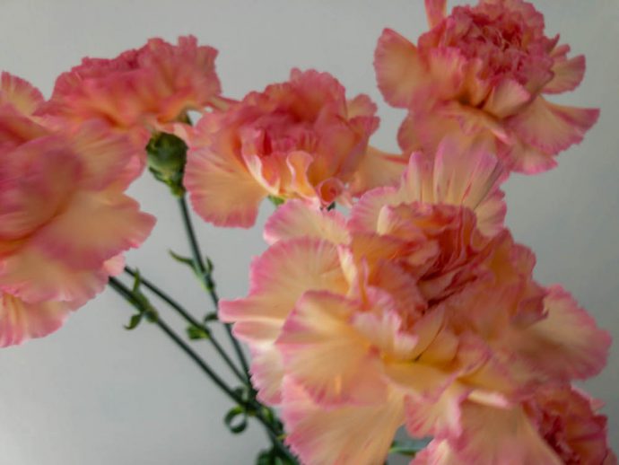 カーネーション パッションミナミ