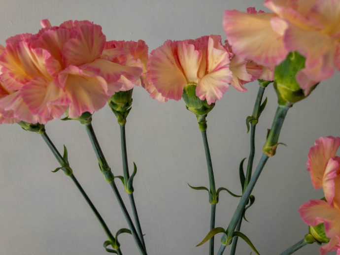 パッションミナミ カーネーション