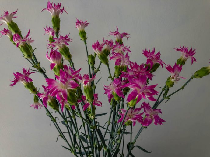 スターフルーティー スプレーカーネーション