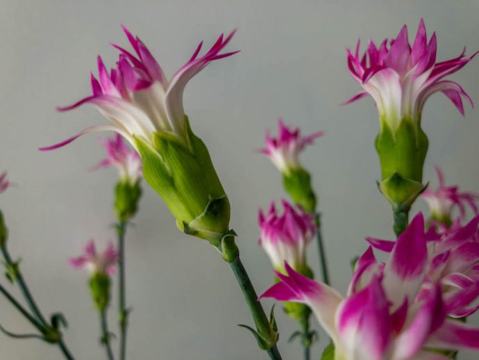 スターフルーティー カーネーション