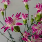 スターフルーティー　スプレーカーネーション