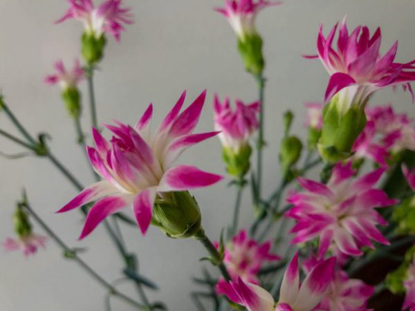 スターフルーティー　スプレーカーネーション