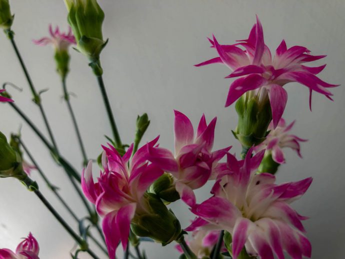 スプレーカーネーション スターフルーティー