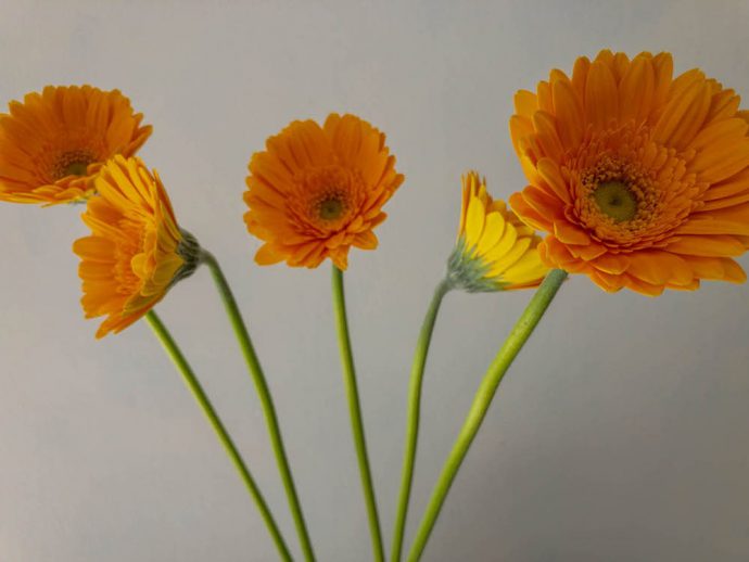 黄色のガーベラ