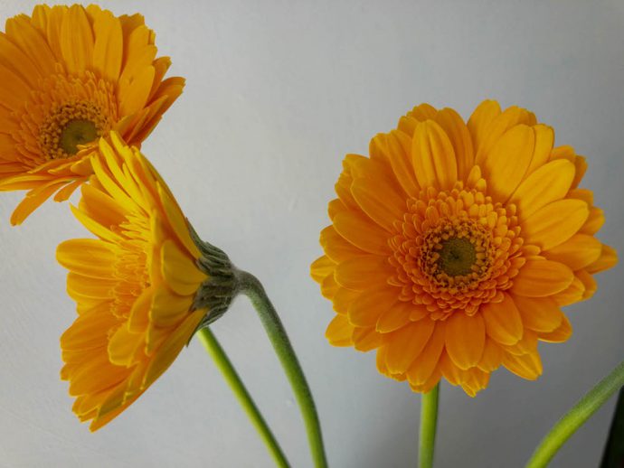 オレンジのガーベラ