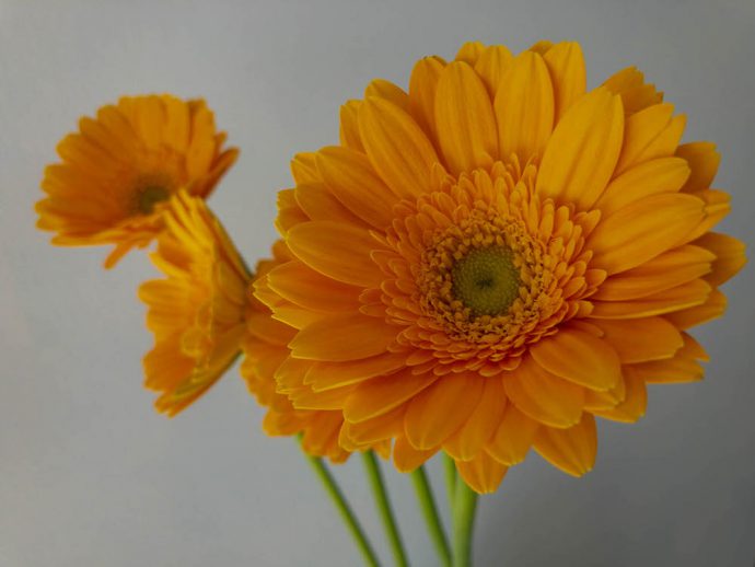 ガーベラ ホットサンデー