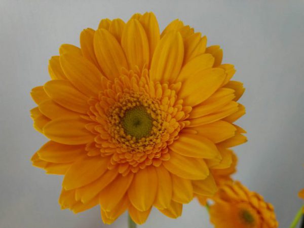 ホットサンデー　ガーベラ