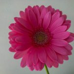 モモケーキ　ガーベラ