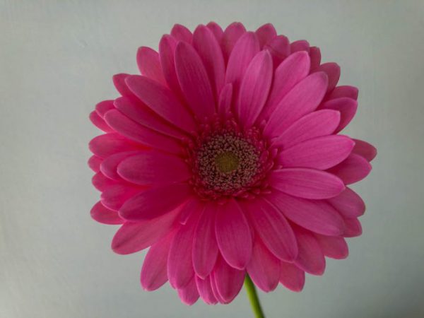 モモケーキ　ガーベラ