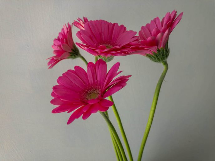 ガーベラ モモケーキ