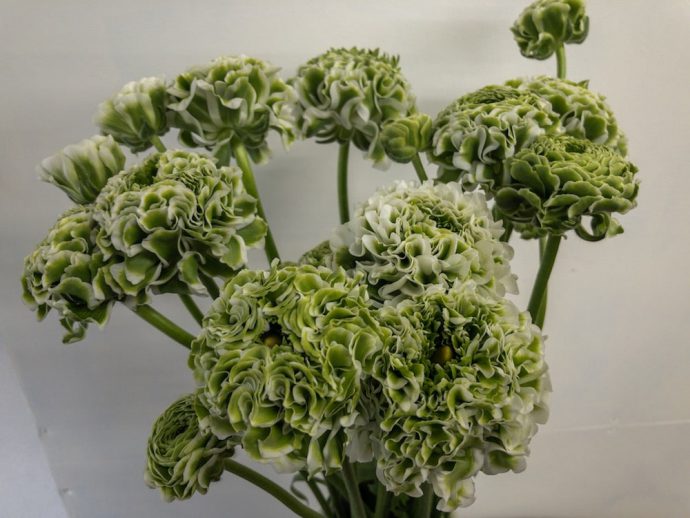 ラナンキュラス　大きいサイズ