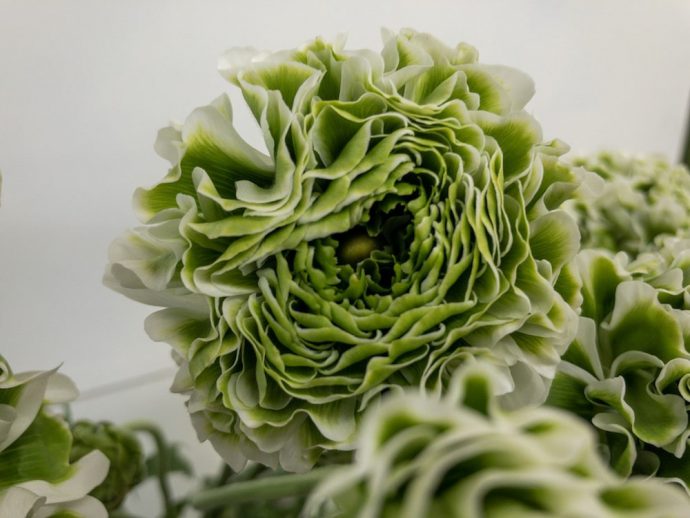 ポンポンイグルー ラナンキュラス