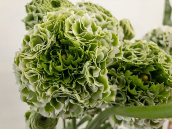 ポンポンイグルー　ラナンキュラス