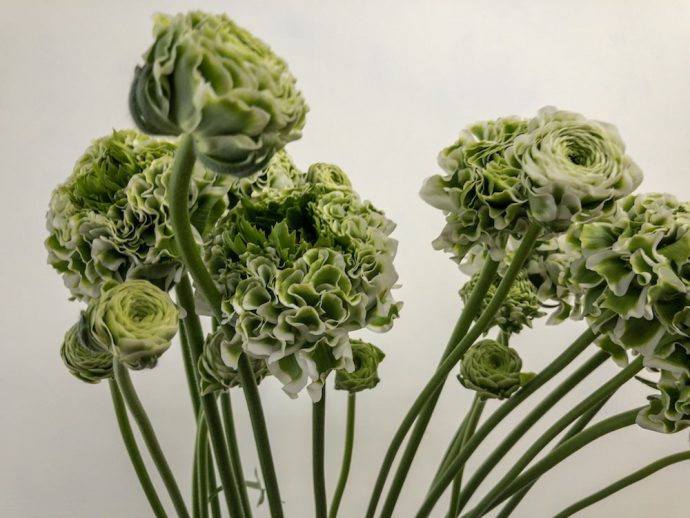 ラナンキュラス　カエル