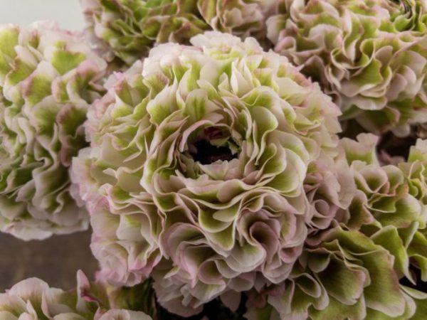 ポンポンミグノン　ラナンキュラス