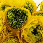 ジロンド　ラナンキュラス