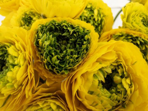 ジロンド　ラナンキュラス