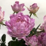 シーアネモネ　スプレーバラ（薔薇）