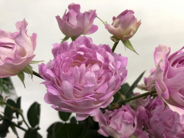 シーアネモネ　スプレーバラ（薔薇）