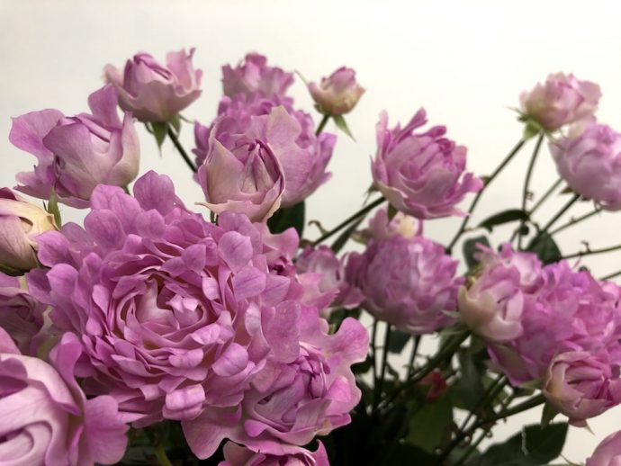 シーアネモネ イソギンチャク