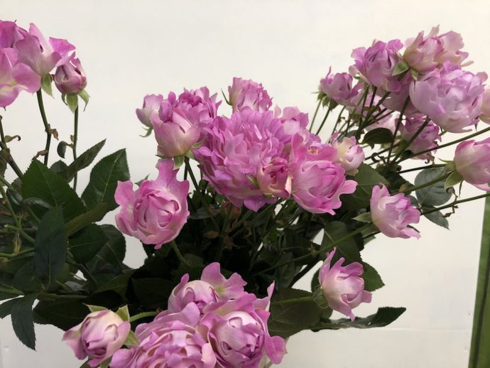 シーアネモネ ピンクのバラ