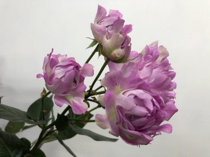 シーアネモネ 薔薇