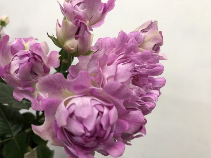 シーアネモネ スプレーバラ