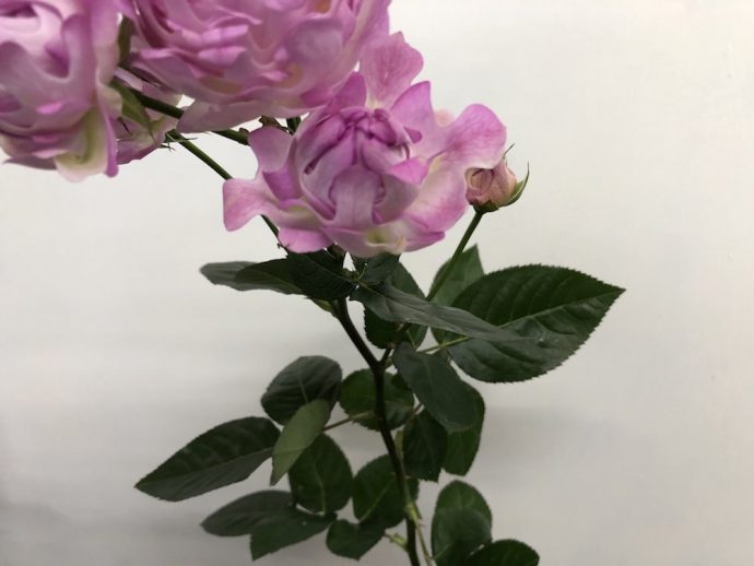 シーアネモネ バラ