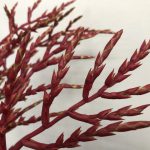 レッドパロマ　ブロメリア